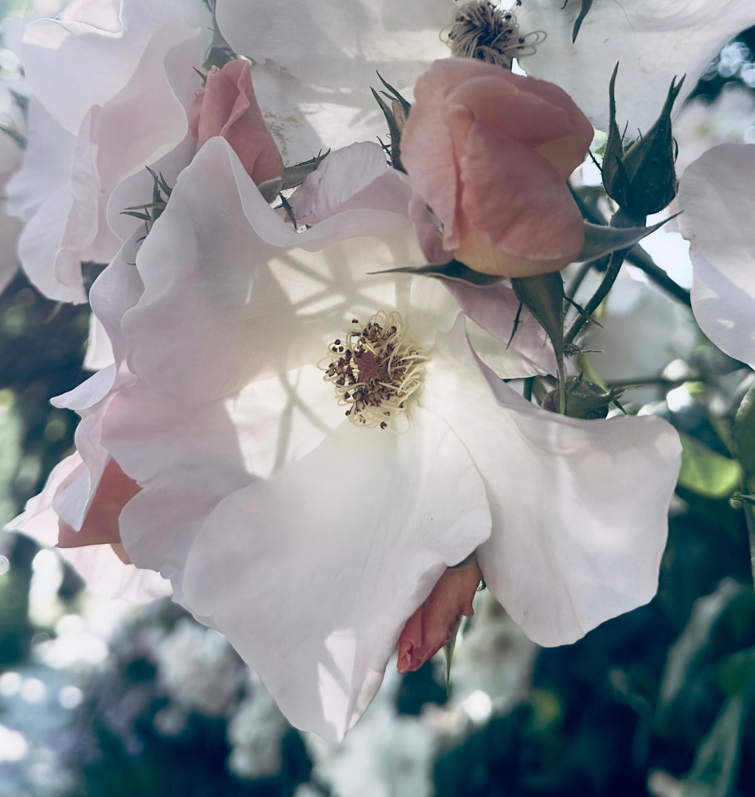 Why Beauty Matters in a World We’ve Built.