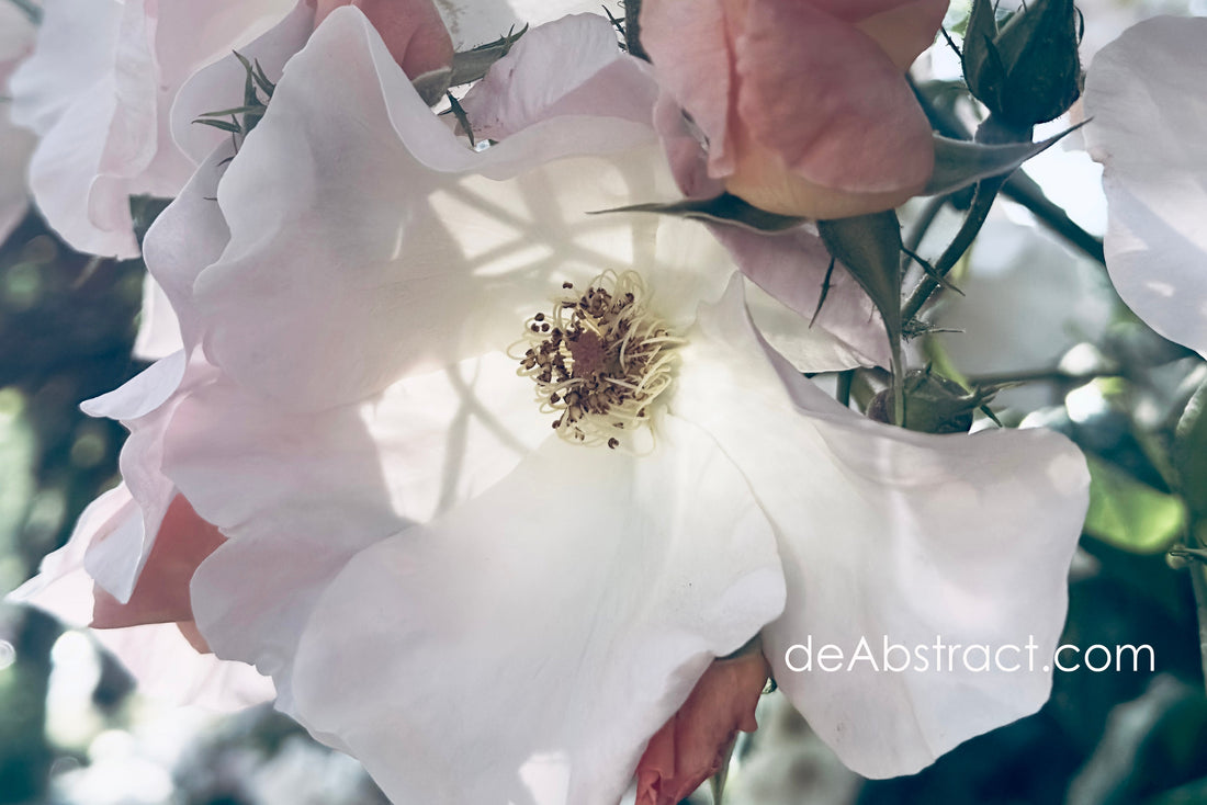Rose Beauty Design 